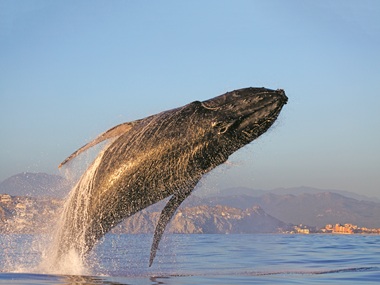 Snorkeling and diving experience in Chileno Bay Los Cabos