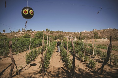 Farm to table organic dining experience in San Jose del Cabo